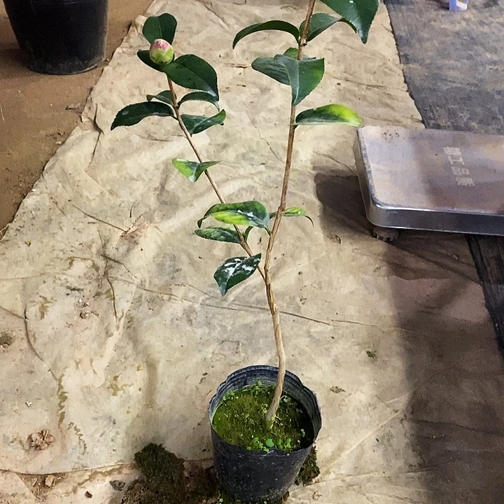 云斑。    60高。