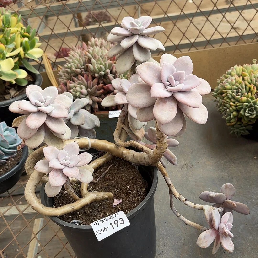 同温层多肉桃霜193