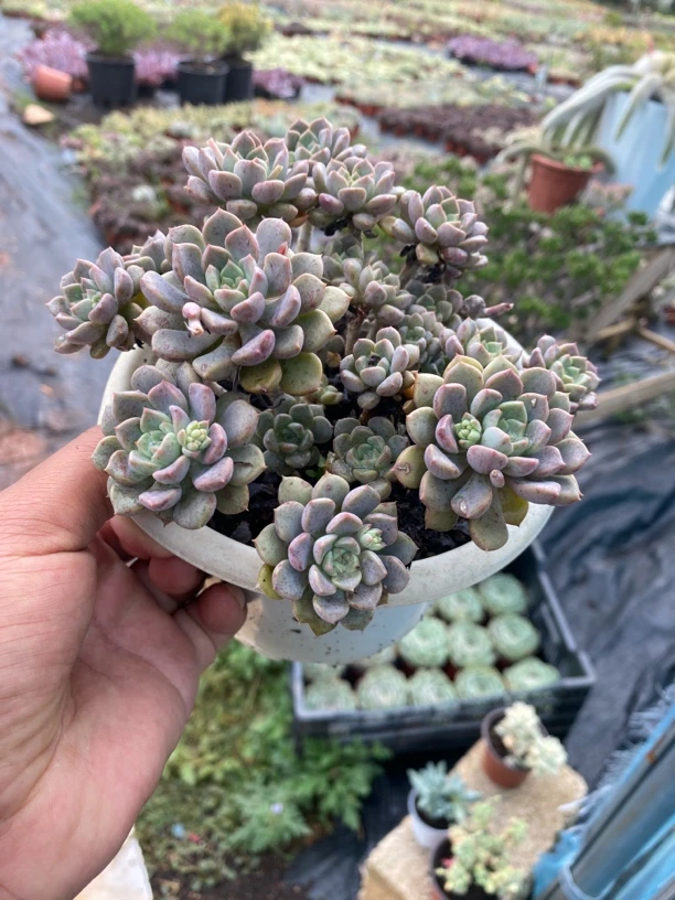 粉布欧，满9.9元包邮。