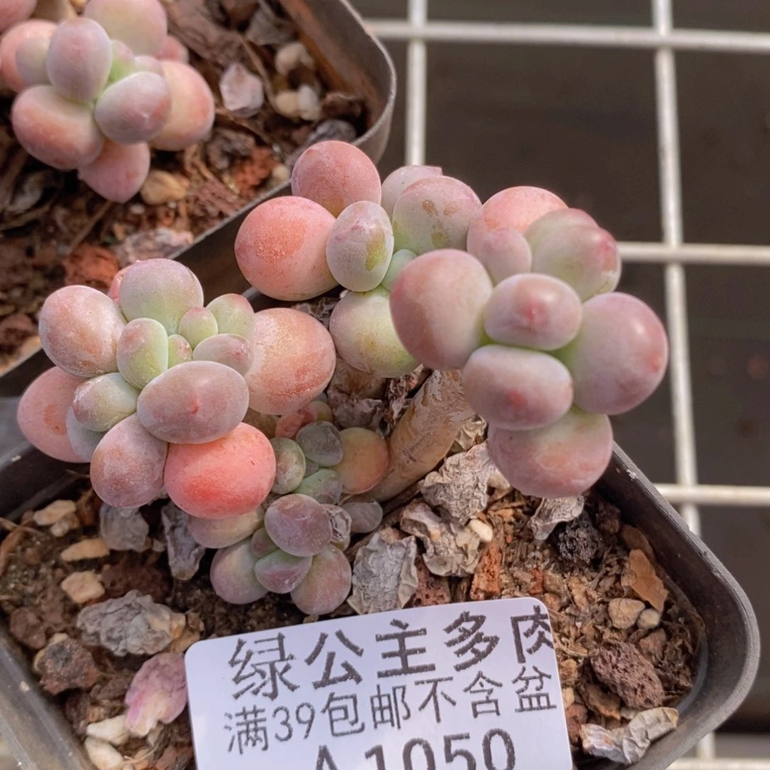 苹果奶6cm1050多肉植物