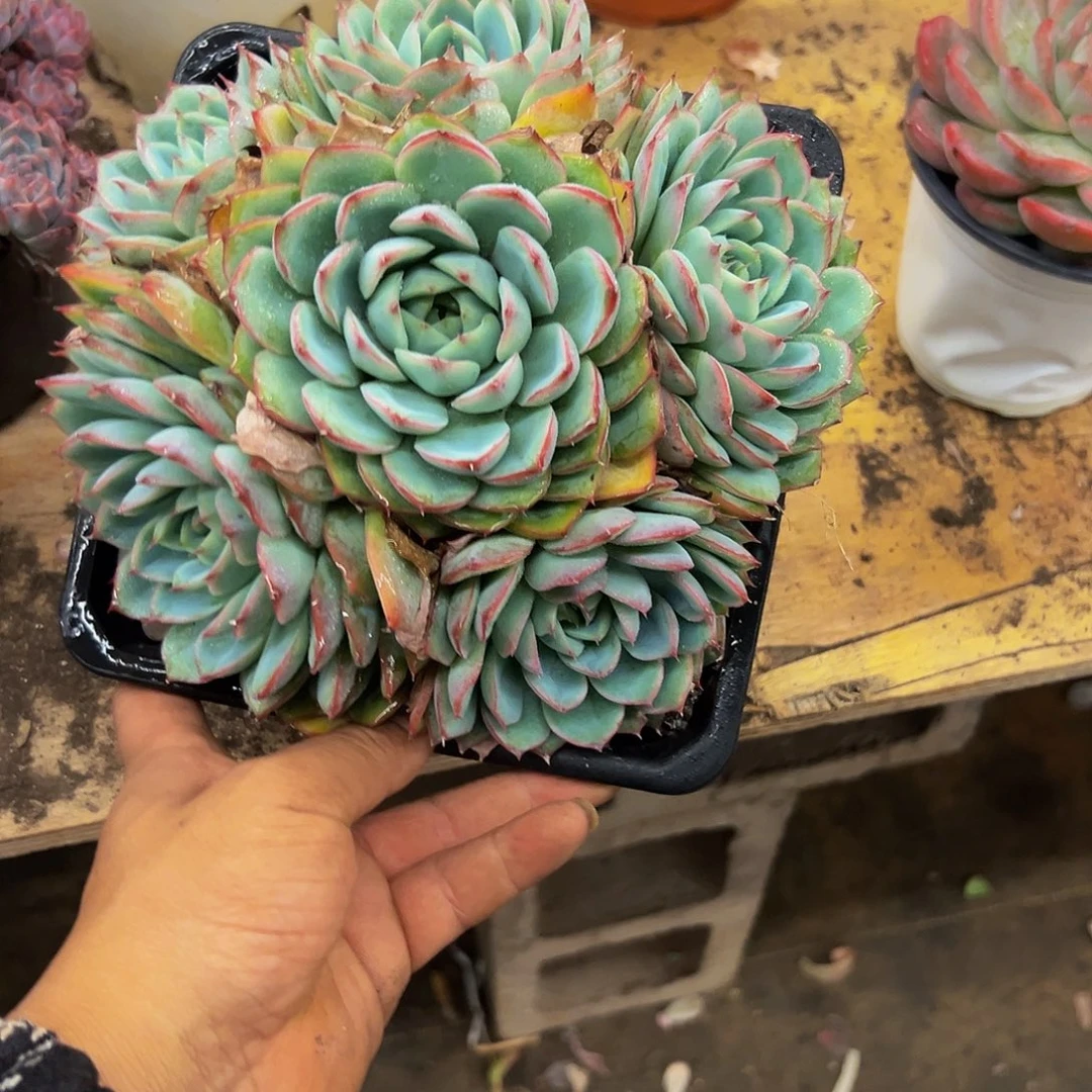 缘***。好养活多肉植物336