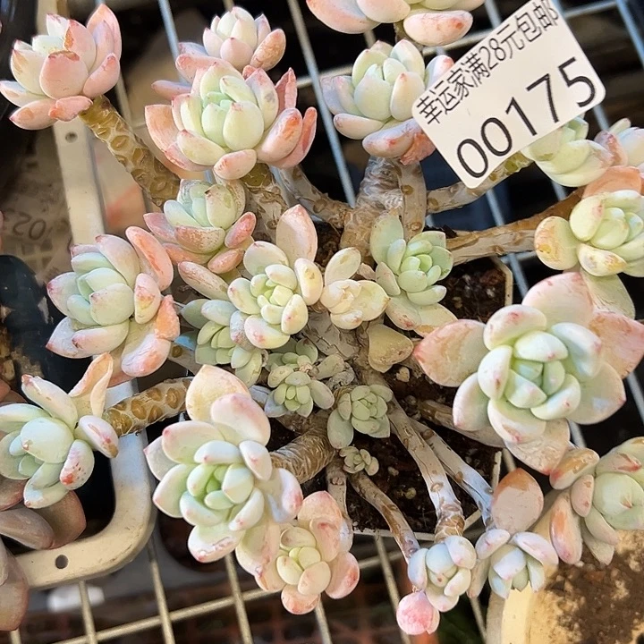 幸运的是我还在努力