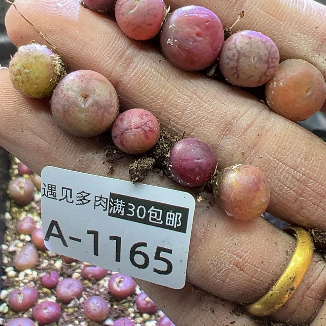 雨***多肉植物1111111111111111
