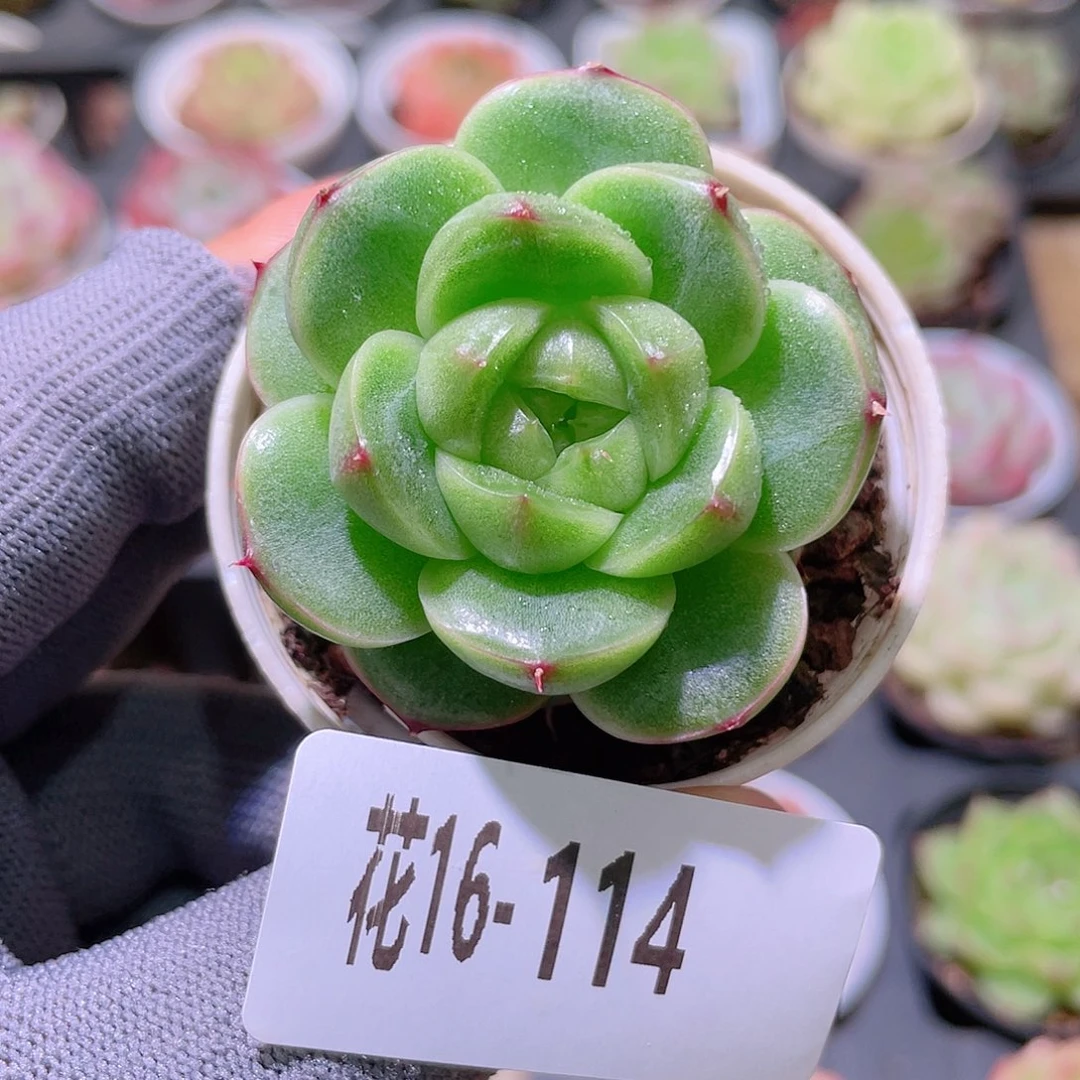 花利美16-114珍妮