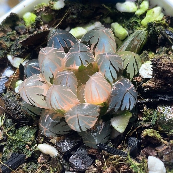 504霓虹灯锦特选福利，