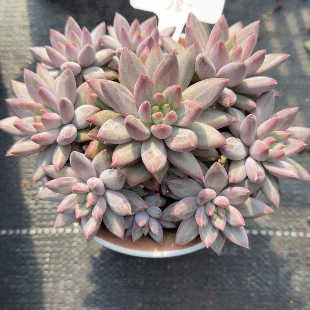 一物一拍红体虞美人完美捧花28