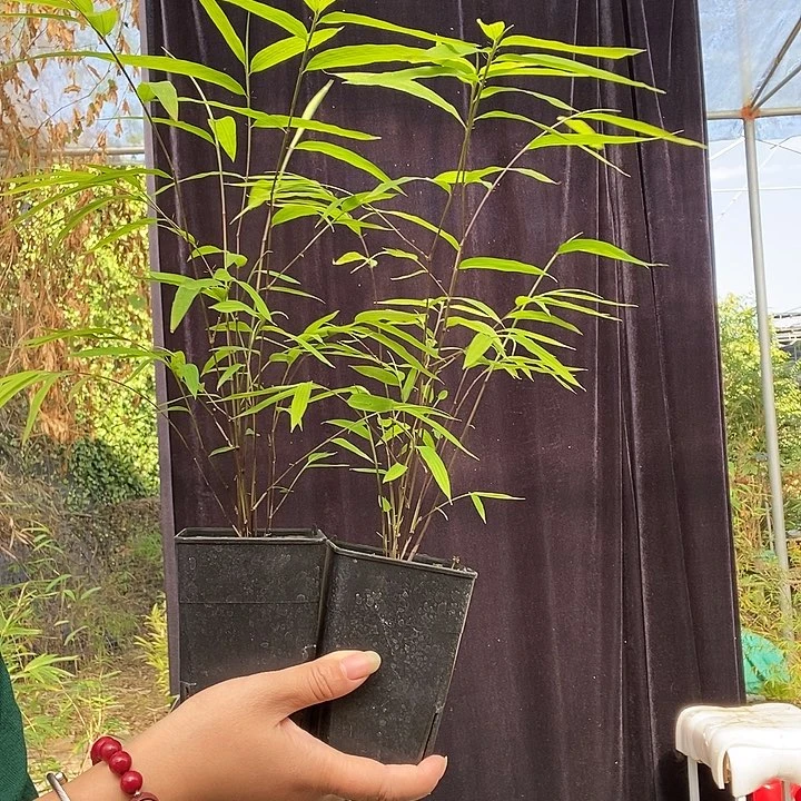 完全开放内门竹内门竹内门竹