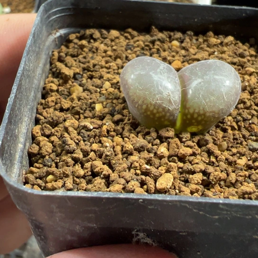 17-33风铃多肉植物