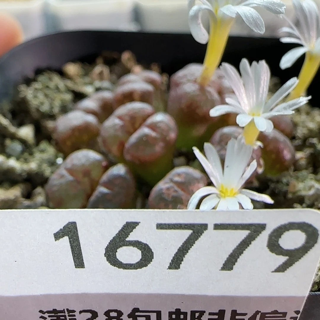 【闪购商品】小*～16779