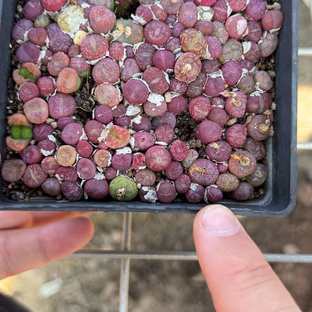 量拍毛杂一颗，顺着拔发货