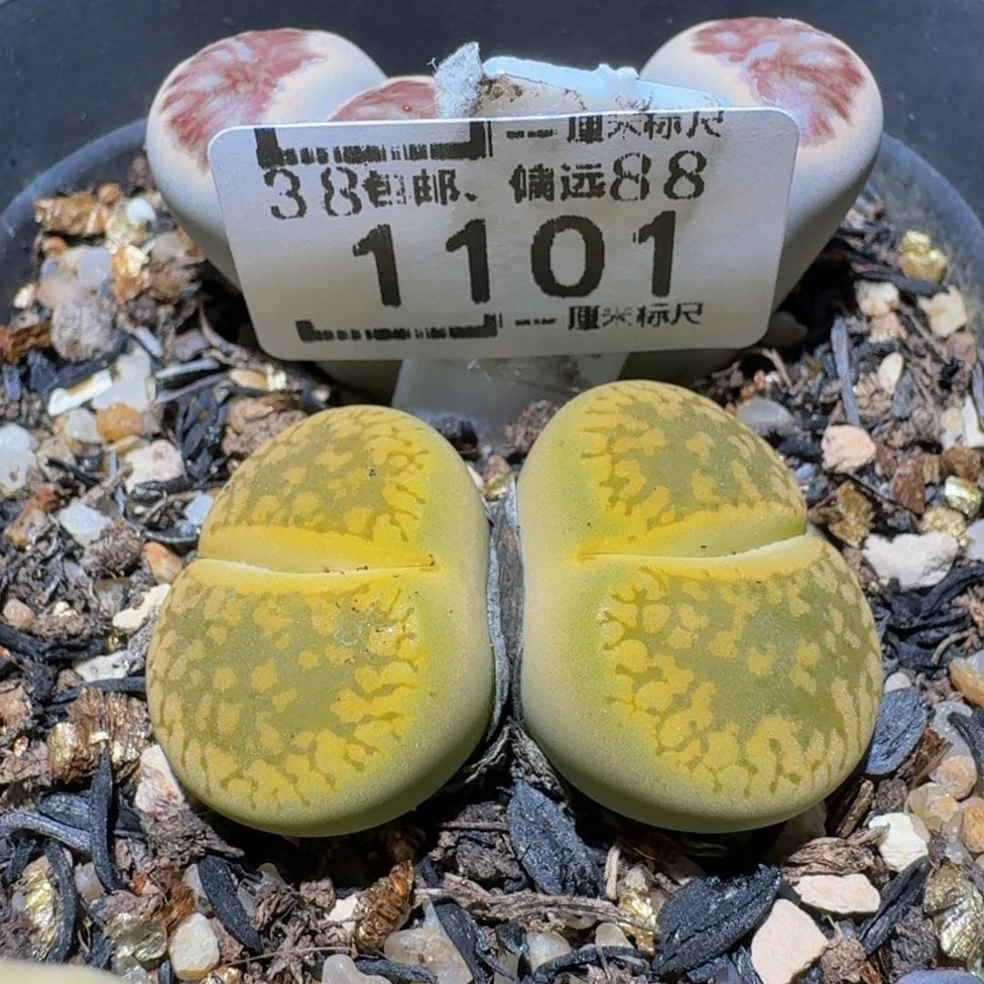 ᴍ***.zzzz精品生石花1101