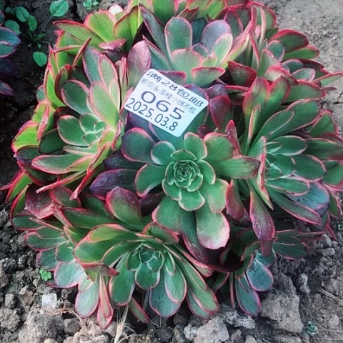 3.8-65粉花妖多肉植物