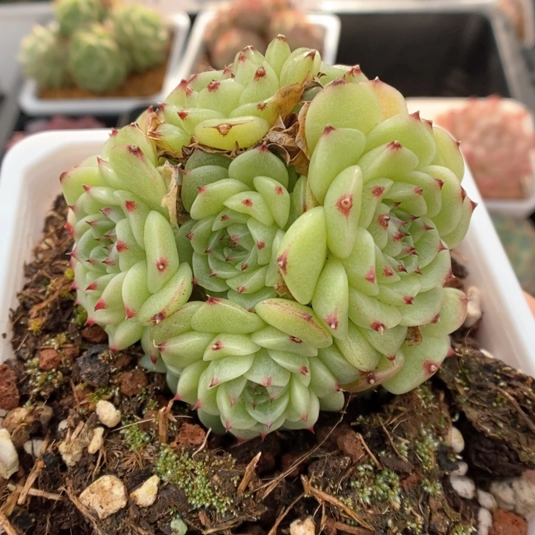 花朵脸麦杆群生937号