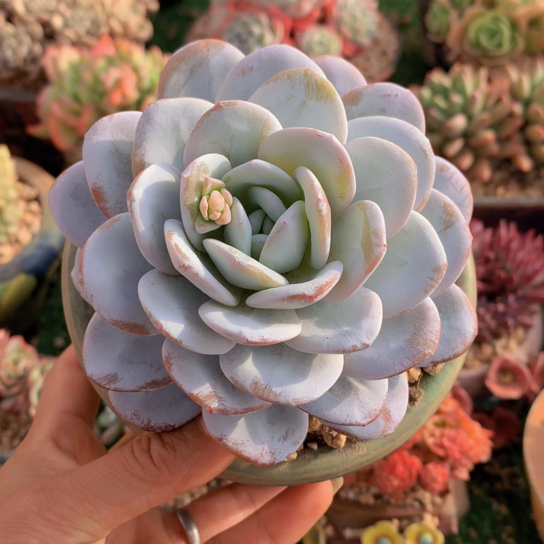 雪莲11 公分一物一拍