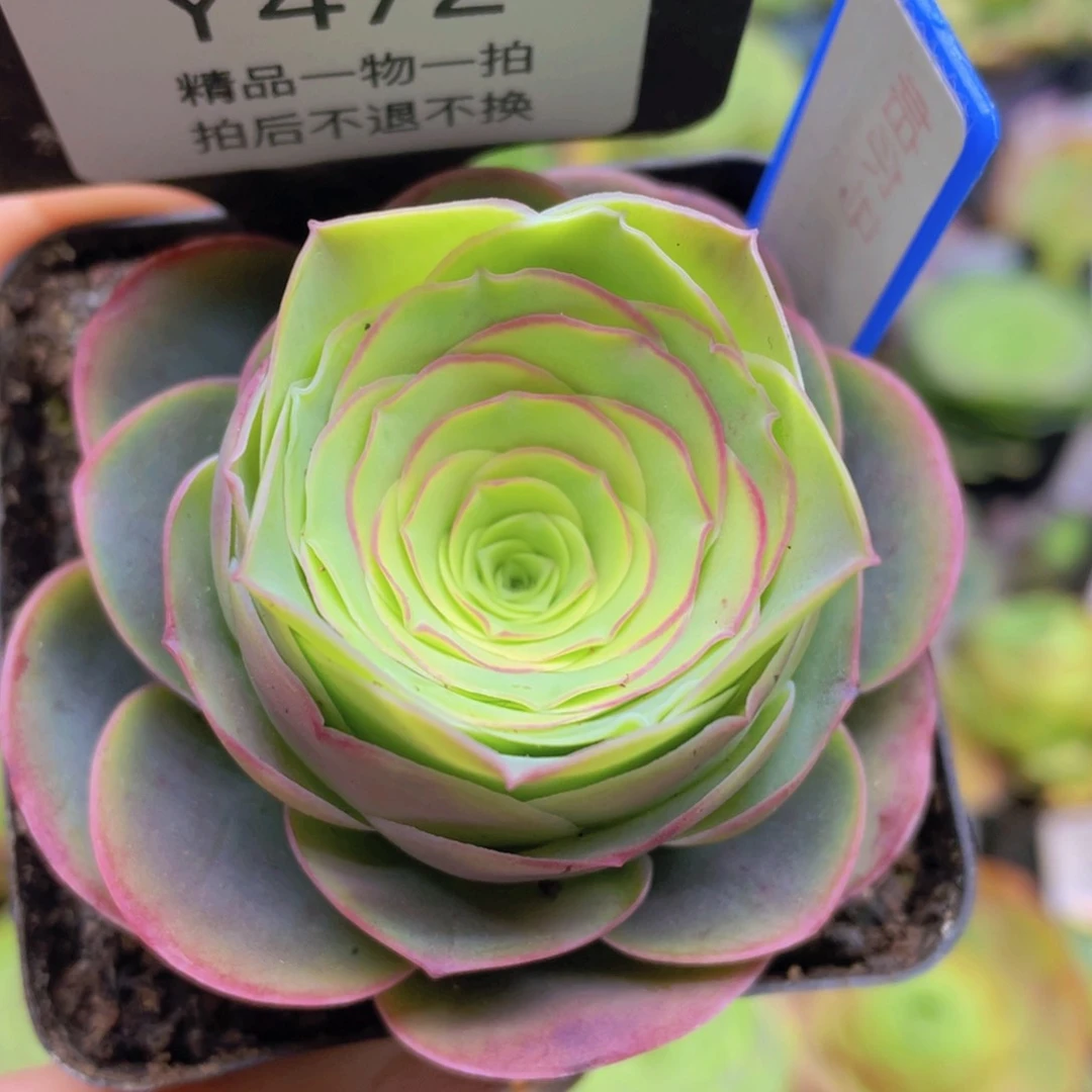 帕尔马玫瑰新年福利紫红体472