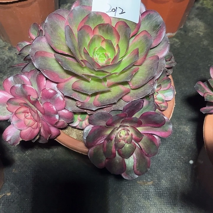 玉***儿魅锦多肉植物保护专业2012