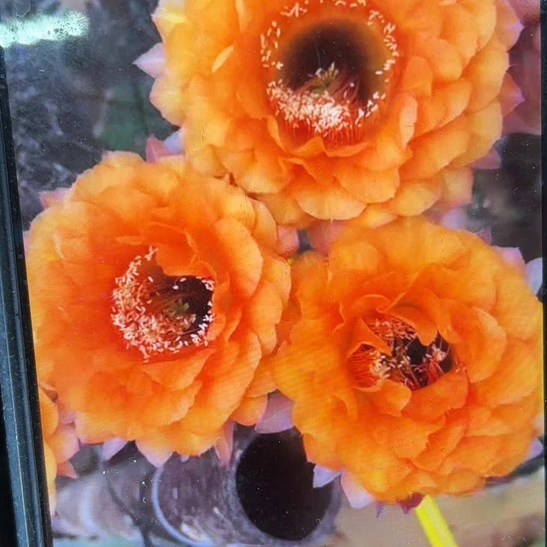 金阁彩侧牙20包邮仙人球10