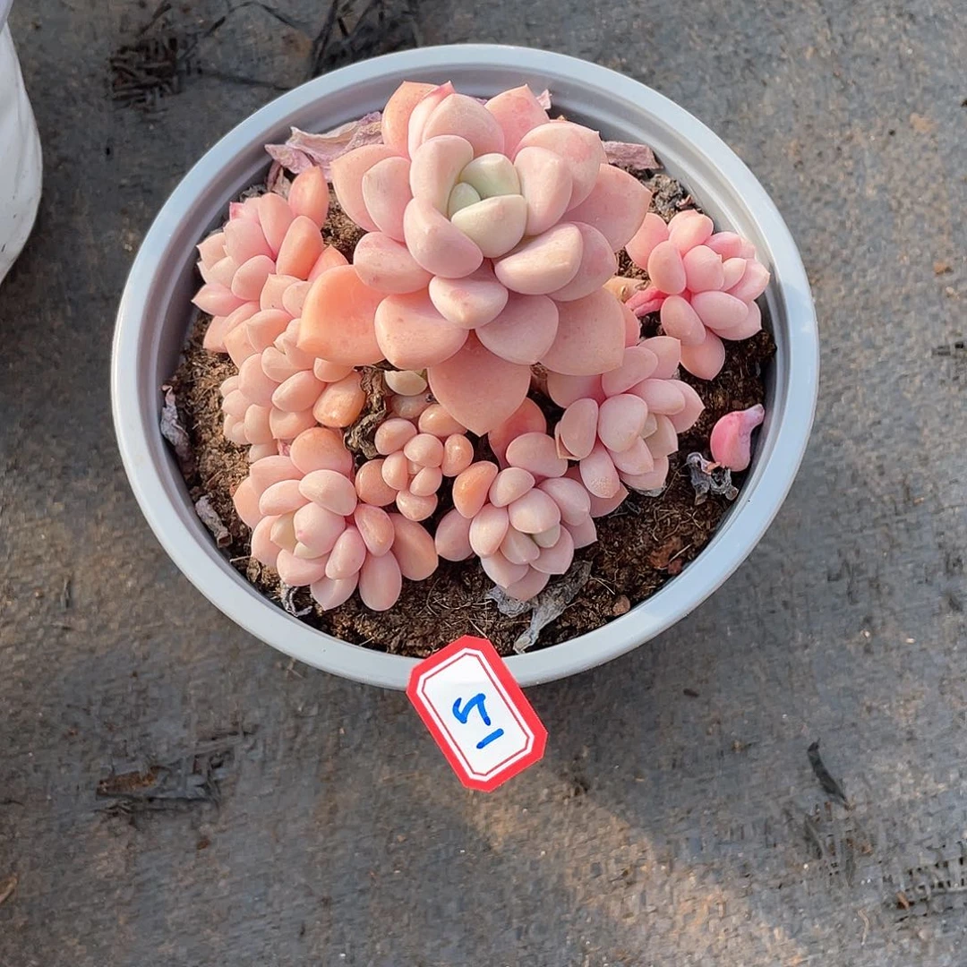 51花瓣鹿 一物一拍多肉