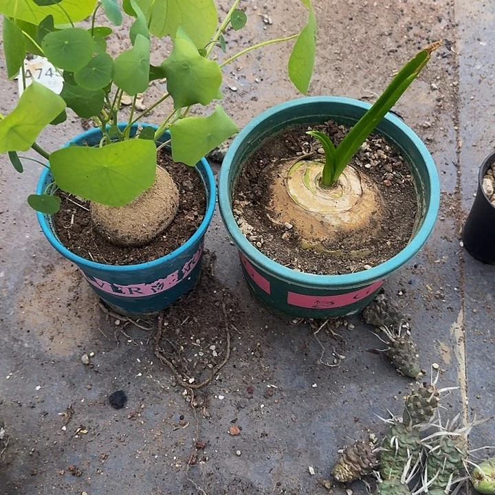 四***灵精品块根植物好好