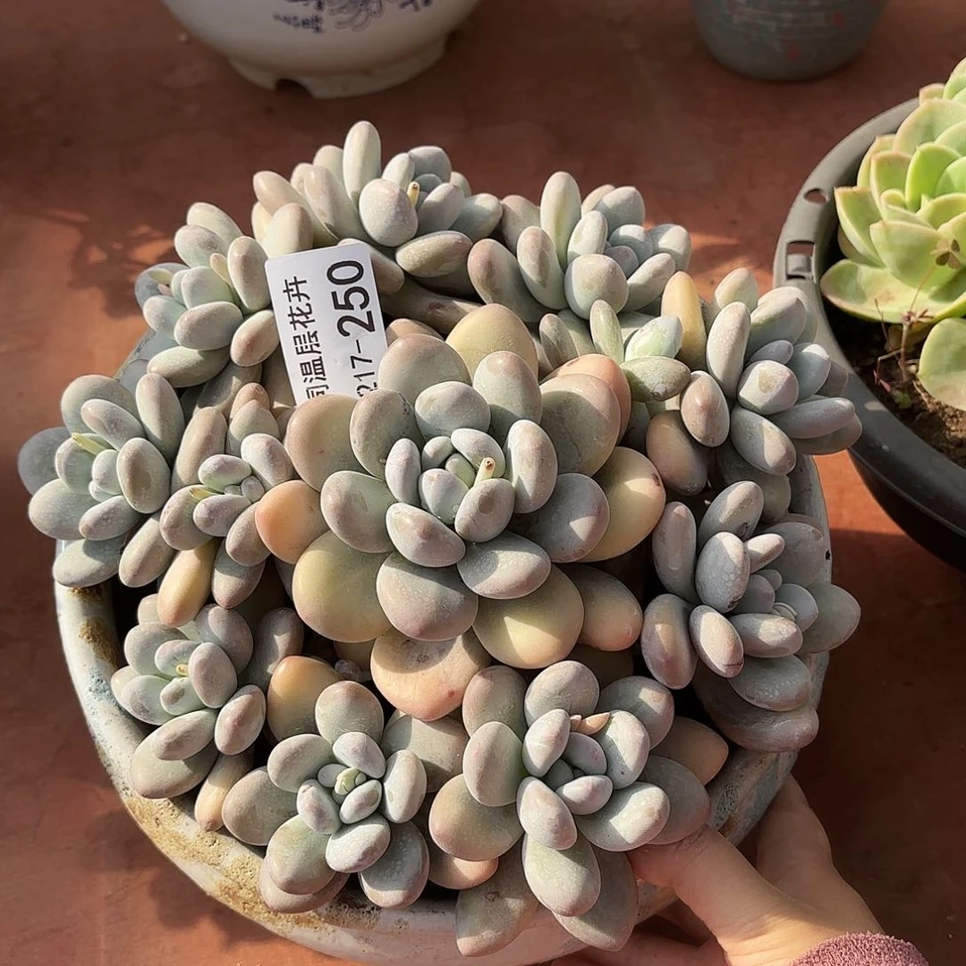 同温层多肉香水250