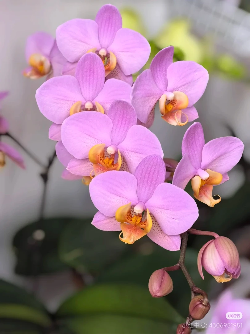 【兰语甄选】（安祖博蒙特）3.0寸梦幻粉色中小花型蝴蝶兰苗