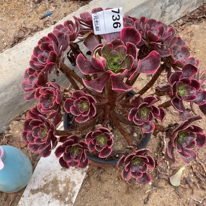 多肉植物爱神法师736