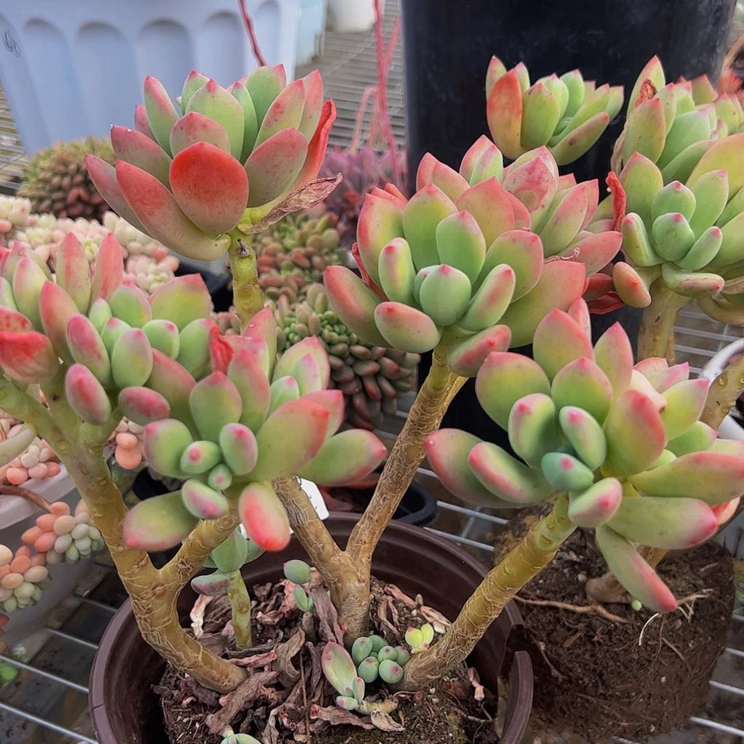 清新美人多头群高杆