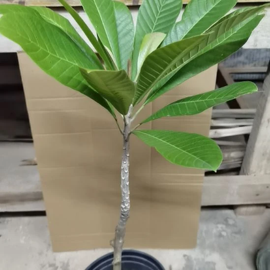 强***选当前无花栽培后可以开花妈咪果