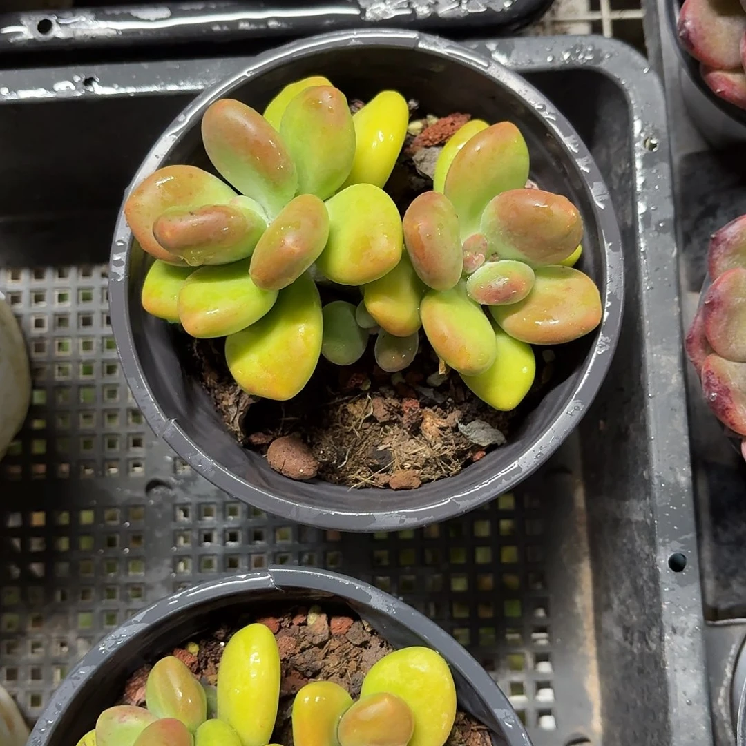 芒果奶新品多肉12㎝盆参考