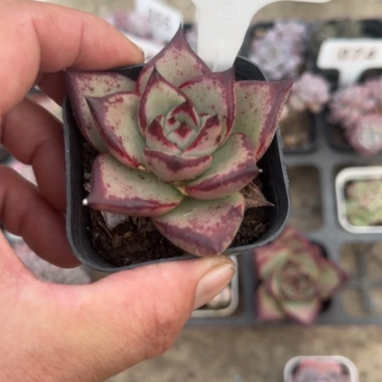 153天狼星多肉植物多