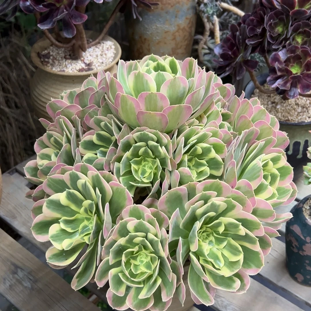 白凤38 零零多肉植物