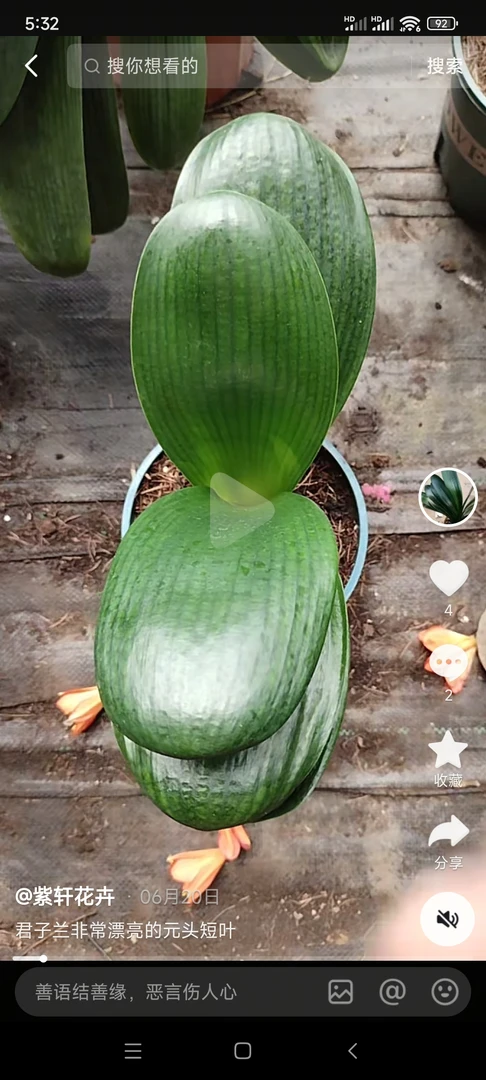 特价精品元头和尚君子兰客厅大苗原盆原土发货室内好养花卉绿植