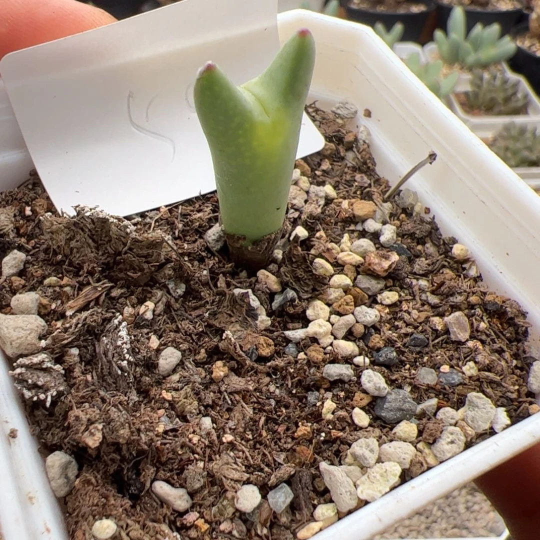 9.18皮卡丘多肉植物50