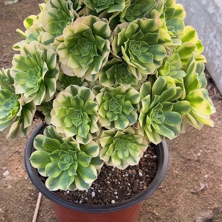 多肉植物金丝翡翠锦…………