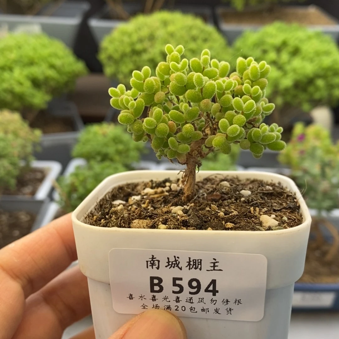 594蜜橘糖球枝干