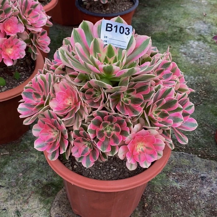 女巫多肉植物103