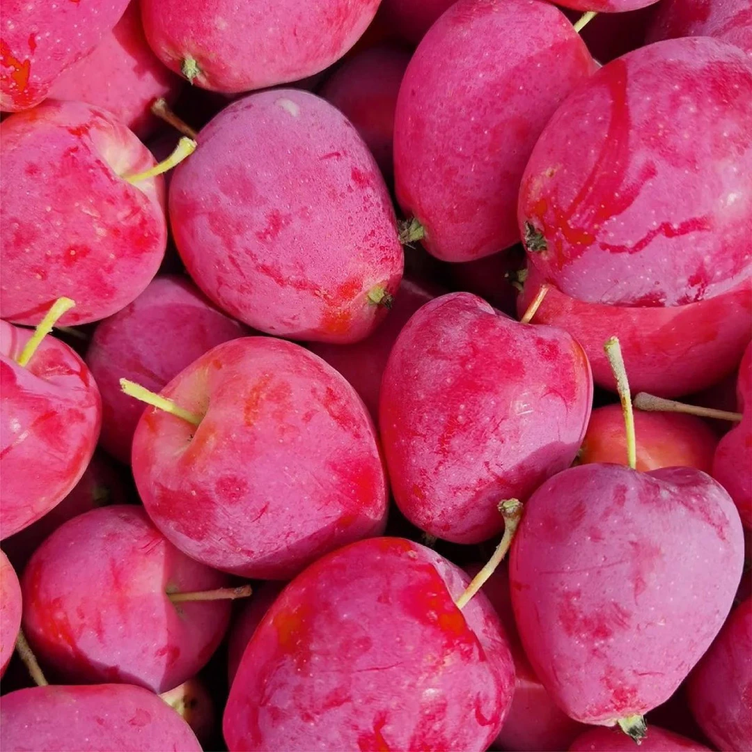 东北特产鸡心果现采现摘新鲜发货酸甜多汁孕妇水果