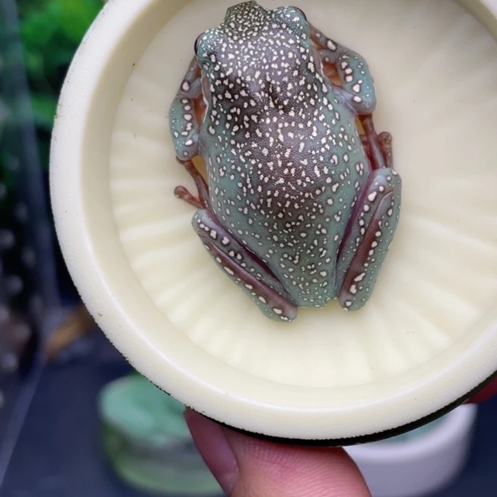 老爷树蛙11号金暴雪