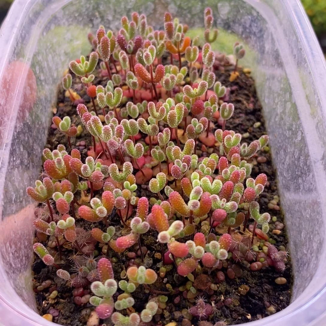 446混合切糕。  10个品种。