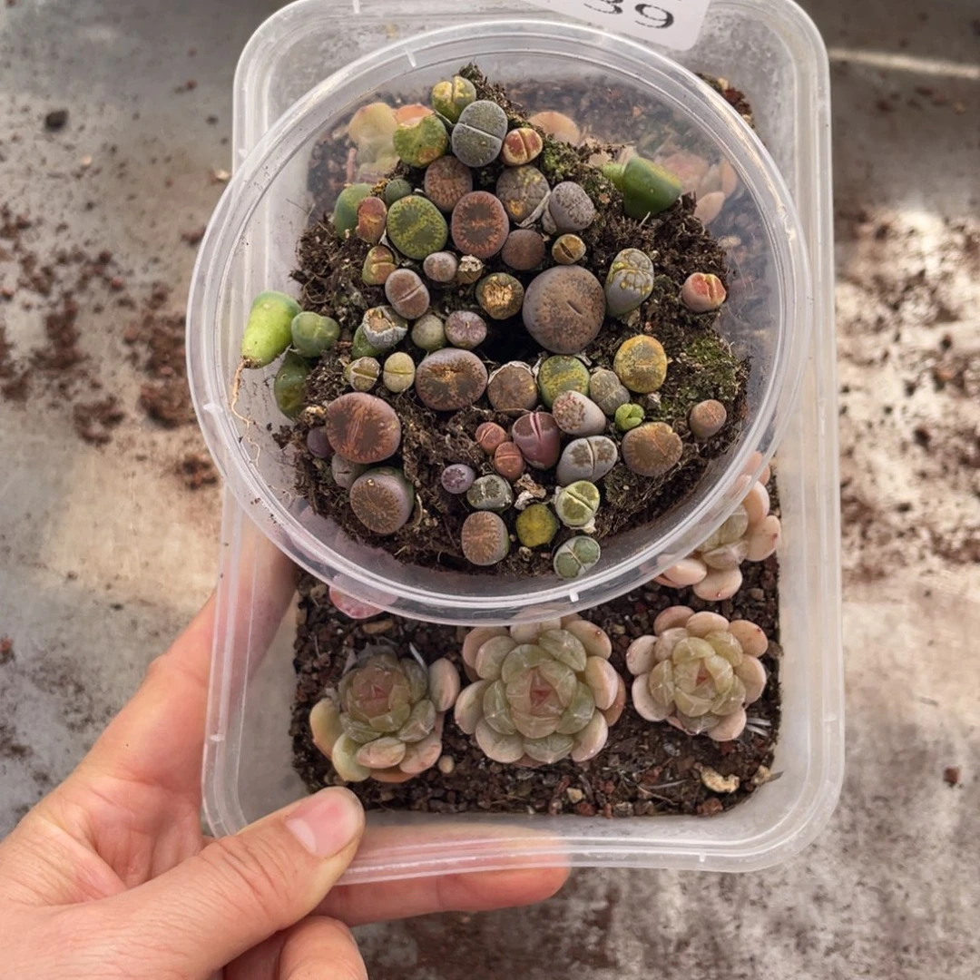 糕大上多肉植物339