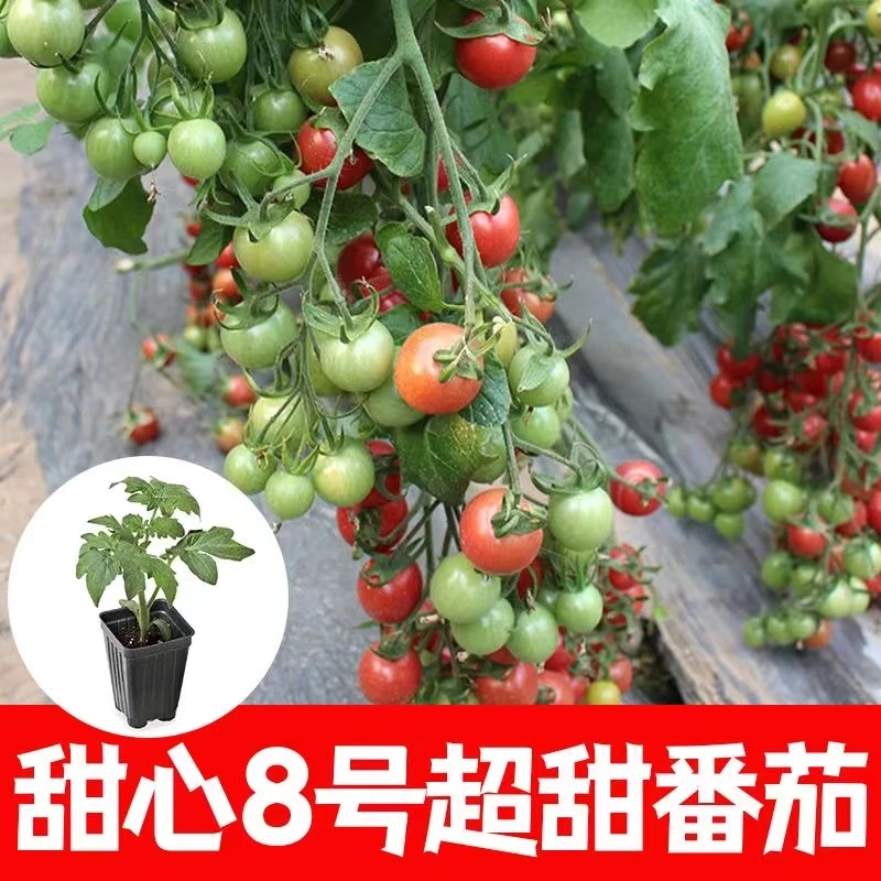 甜心8号番茄苗小西红柿苗四季种苗盆栽圣女果苗黄番茄苗西红柿苗