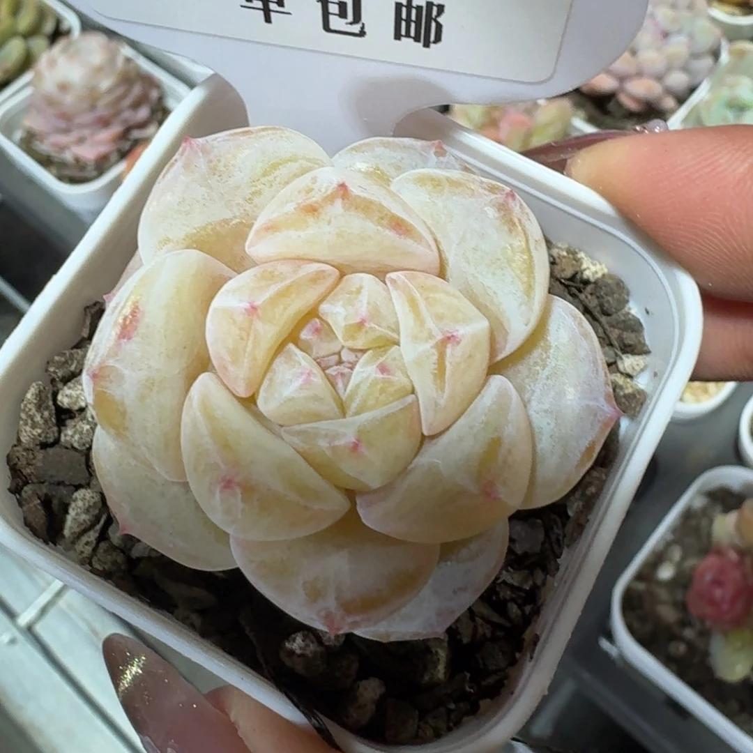 0193-编号糖心单头