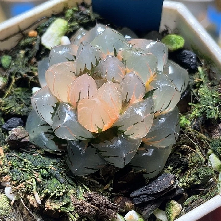 703水中月锦特选福利