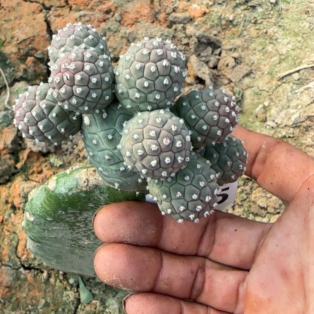 【闪购商品】无花朵九头绿波纹505