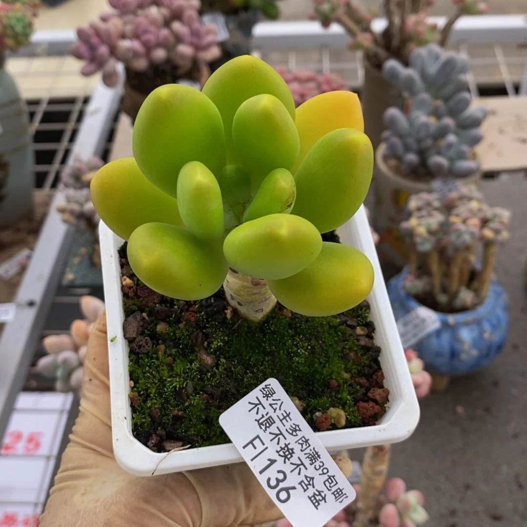 李*宜金蟾136/7cm多肉