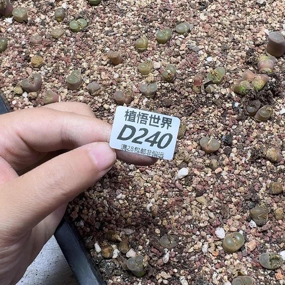 现***点多肉植物的润泽fhb