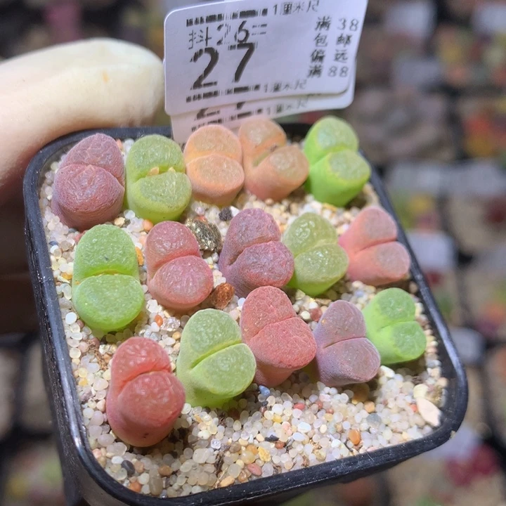 精品生石花26.27日系