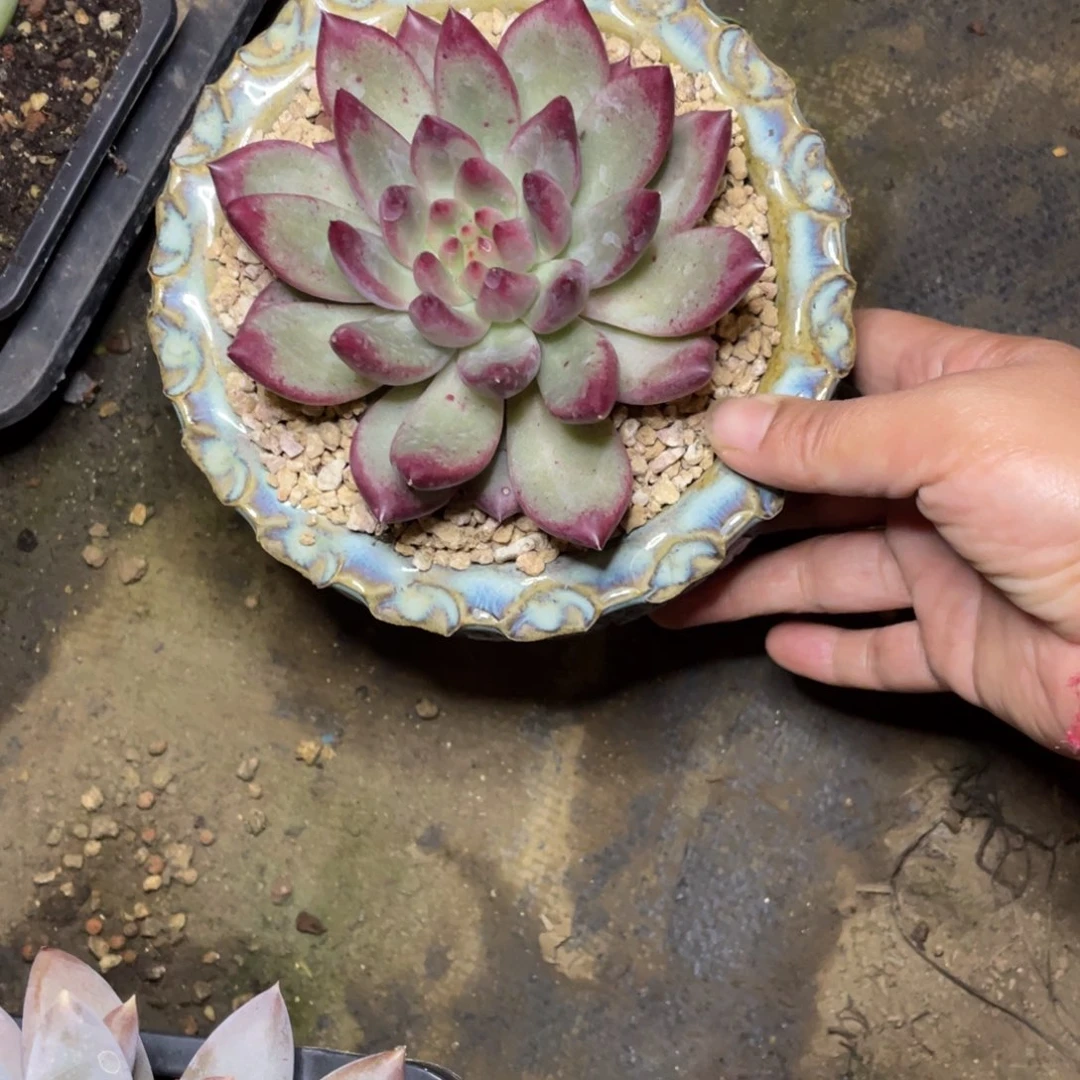 多肉植物和植物等植物为