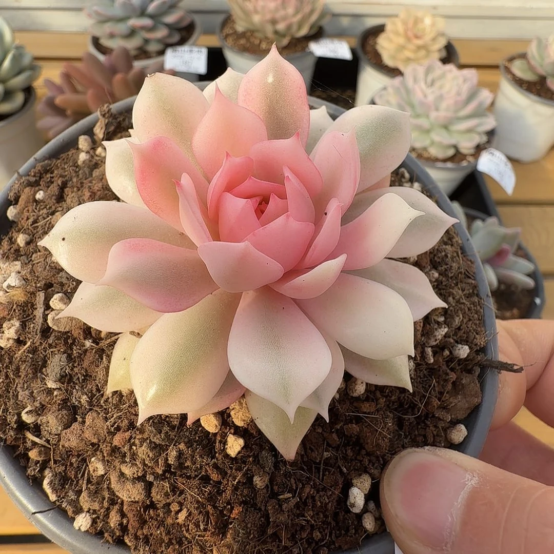 粉露娜莲锦111125-183