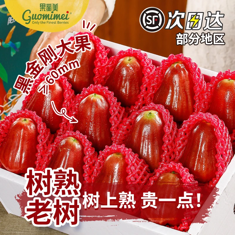 【黑金刚莲雾】【1个】海南新鲜水果黑金刚莲雾果树上熟大果